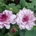 ruth80