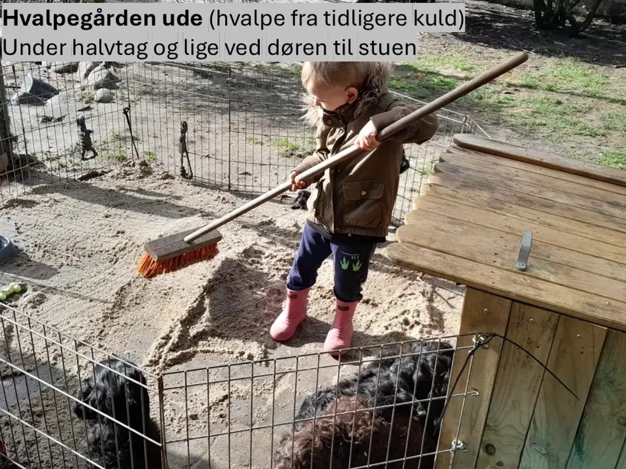 Billede 5 - Sproodle/springerdoodle hvalpe