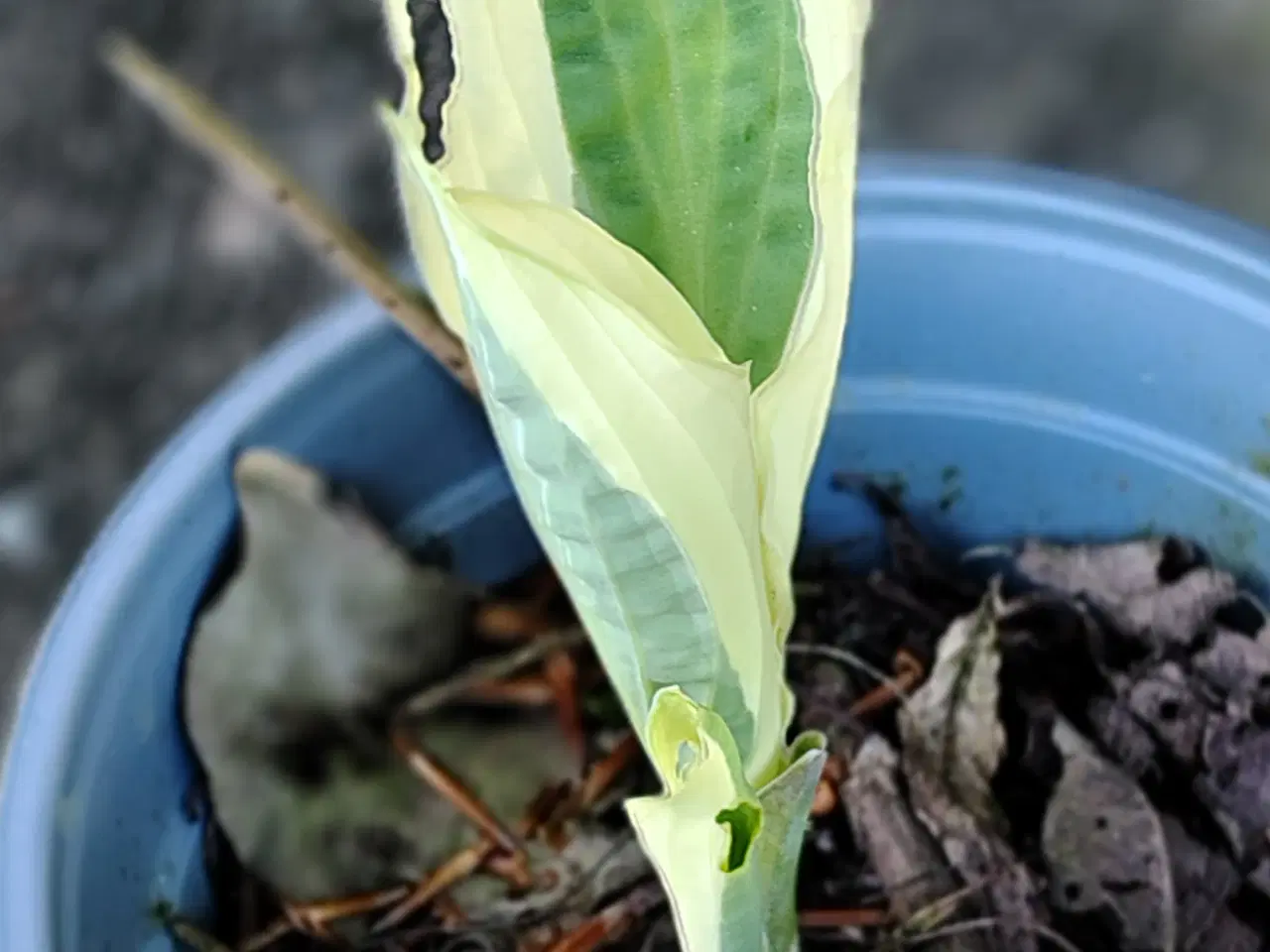 Billede 2 - Hosta i potte 
