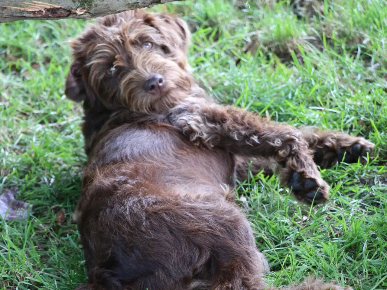 Billede 16 - Goldendoodle Doodledoodle Cavapoo