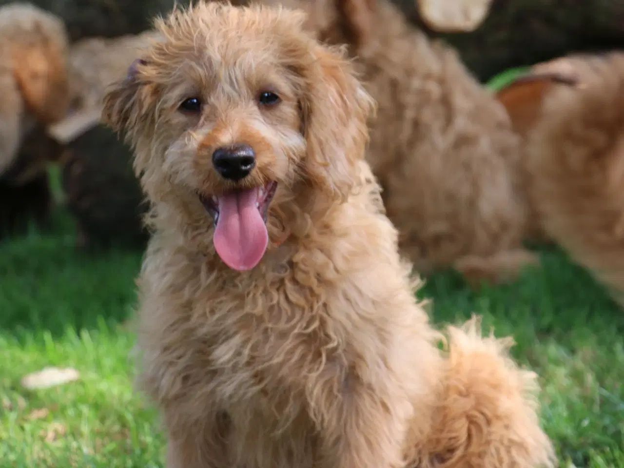 Billede 13 - Goldendoodle Doodledoodle Cavapoo