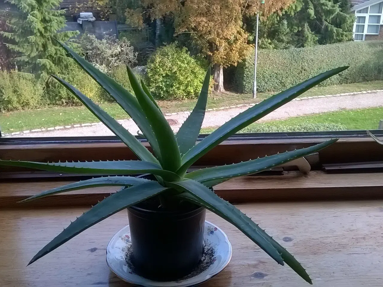 Billede 2 - Aloe Vera potteplanter