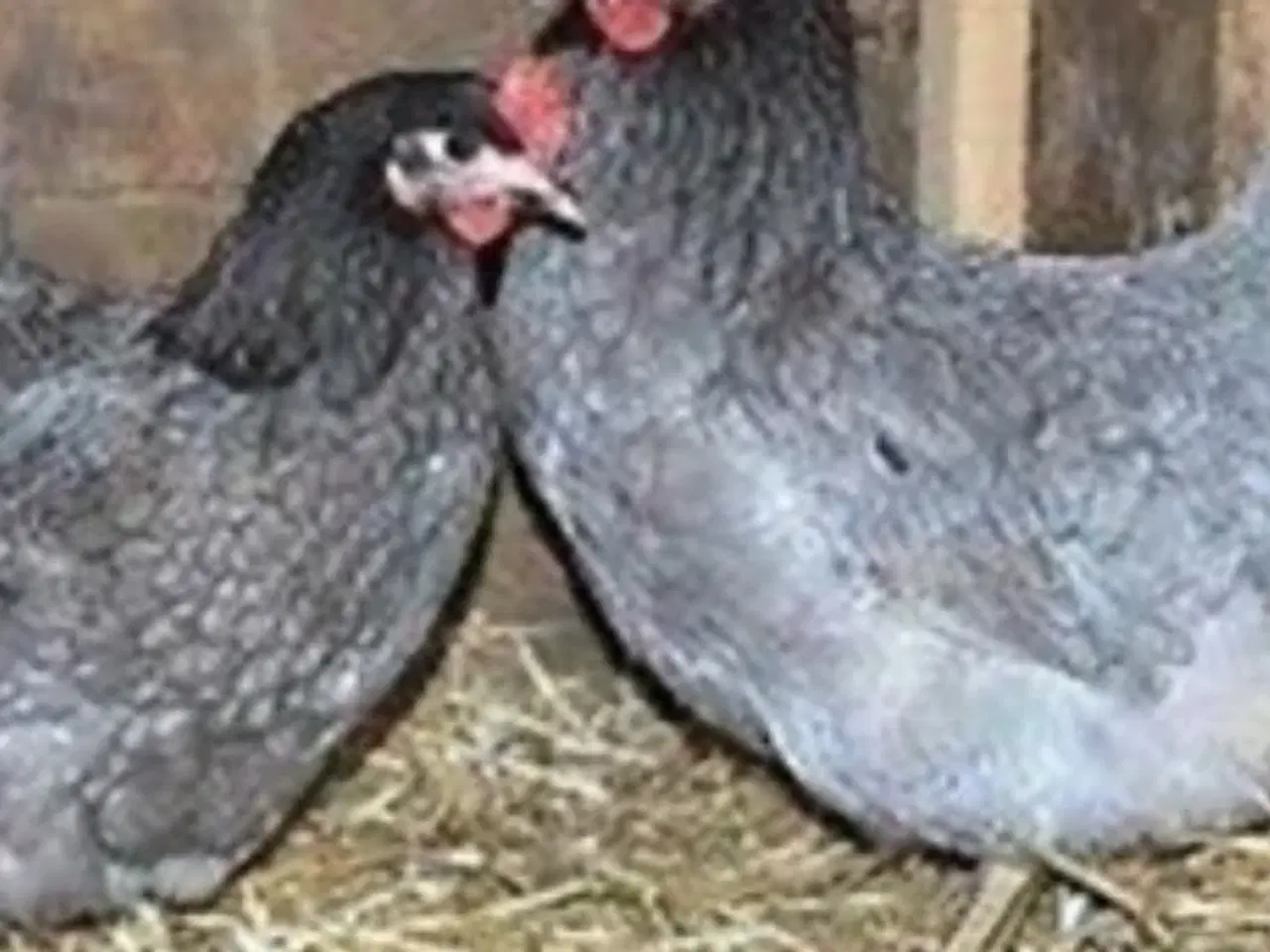 Billede 1 - Køgnigsberger 