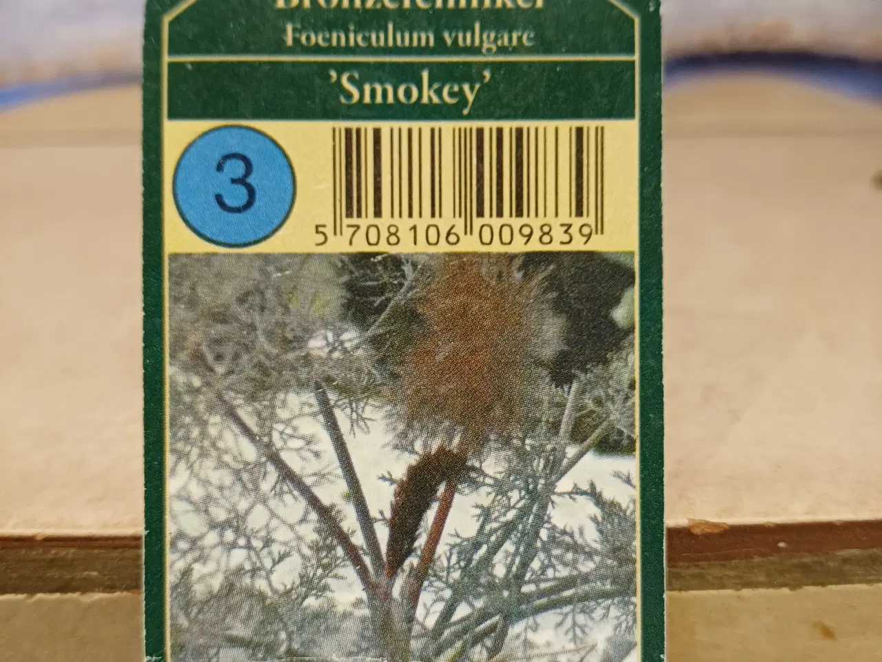 Billede 1 - Bronzefennikel Smokey krydderurt/Foeniculum vulgar
