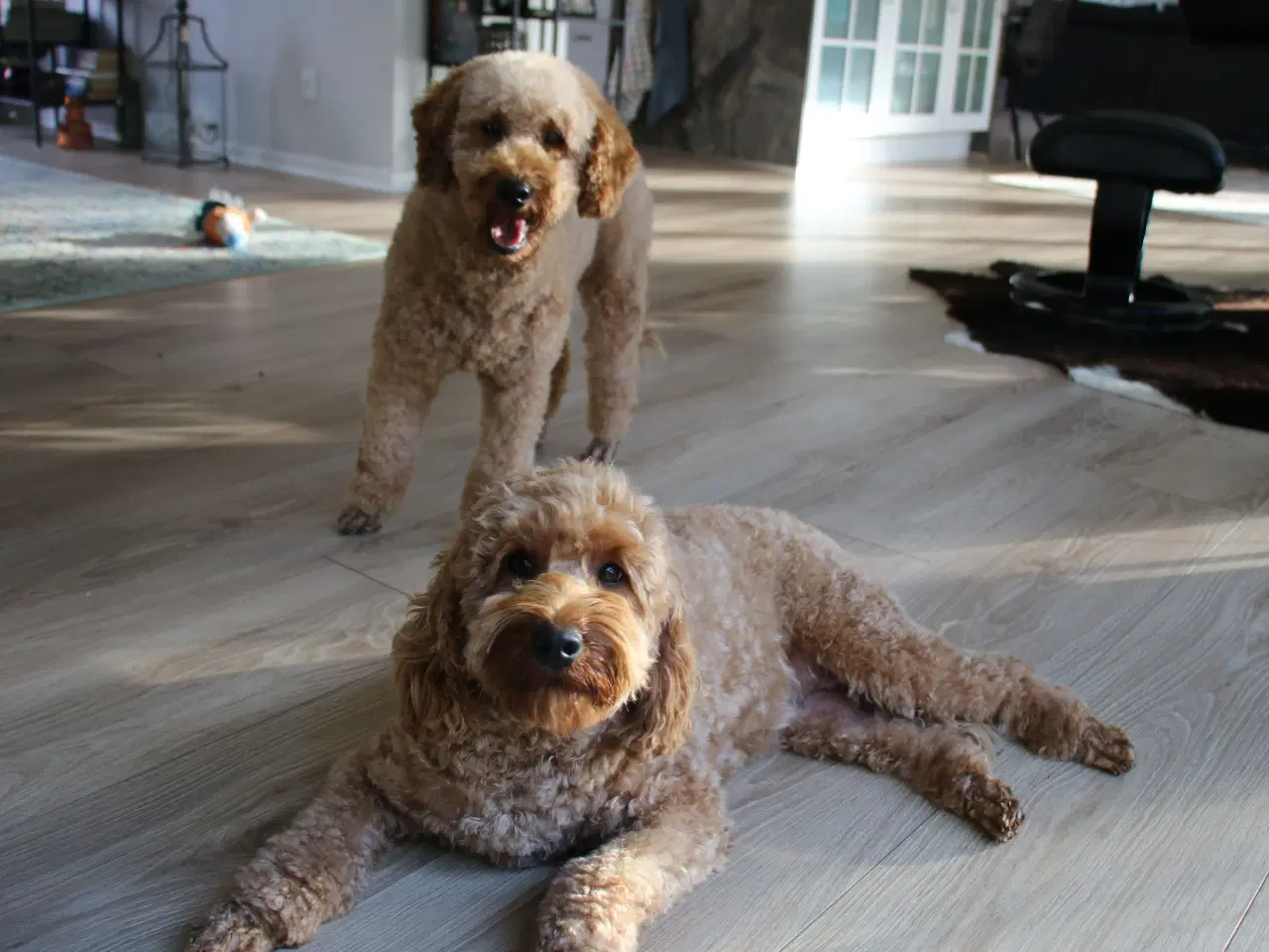 Billede 19 - Goldendoodle og andre doodler