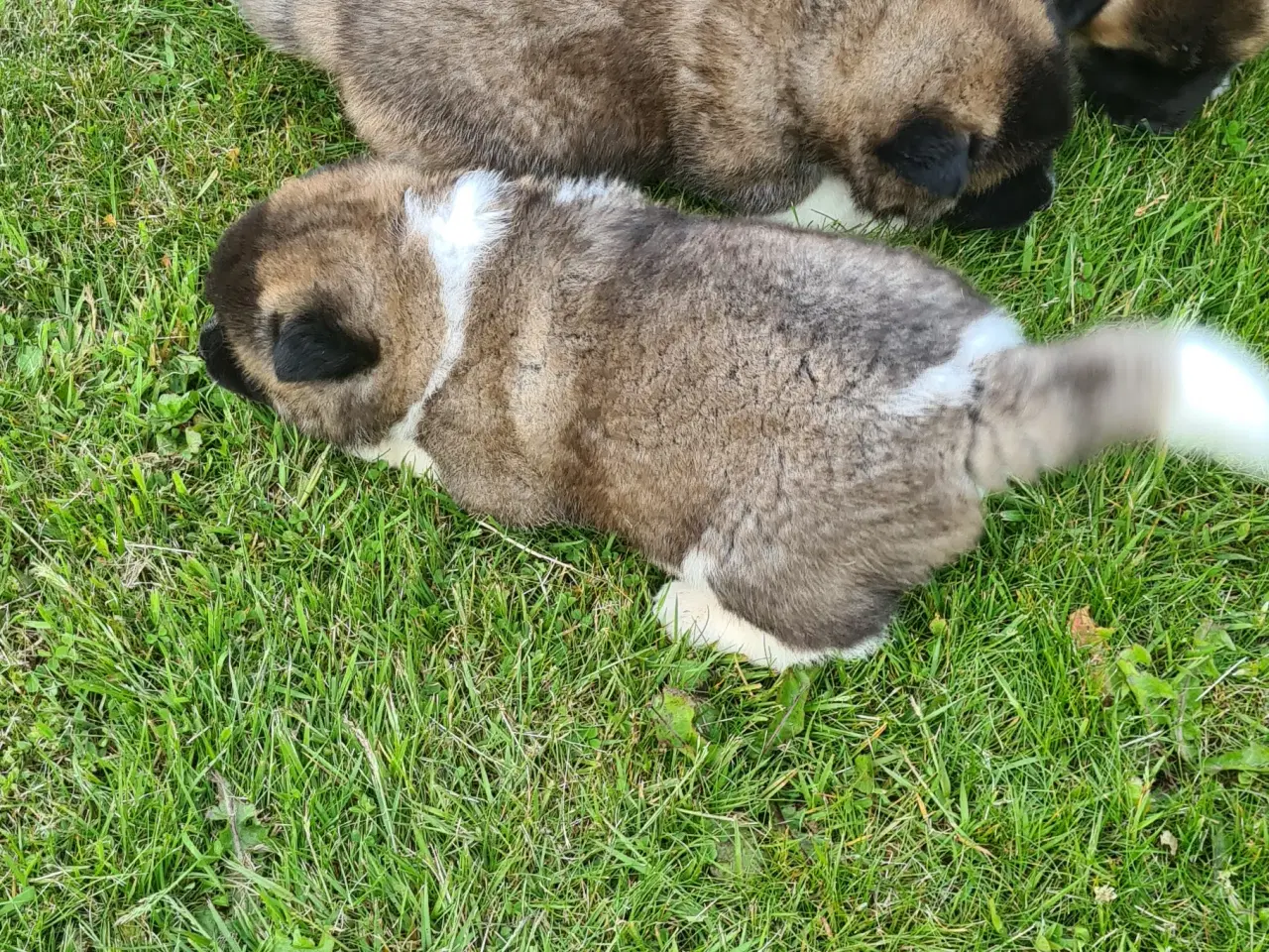 Billede 3 - Hundehvalpe Akita American 