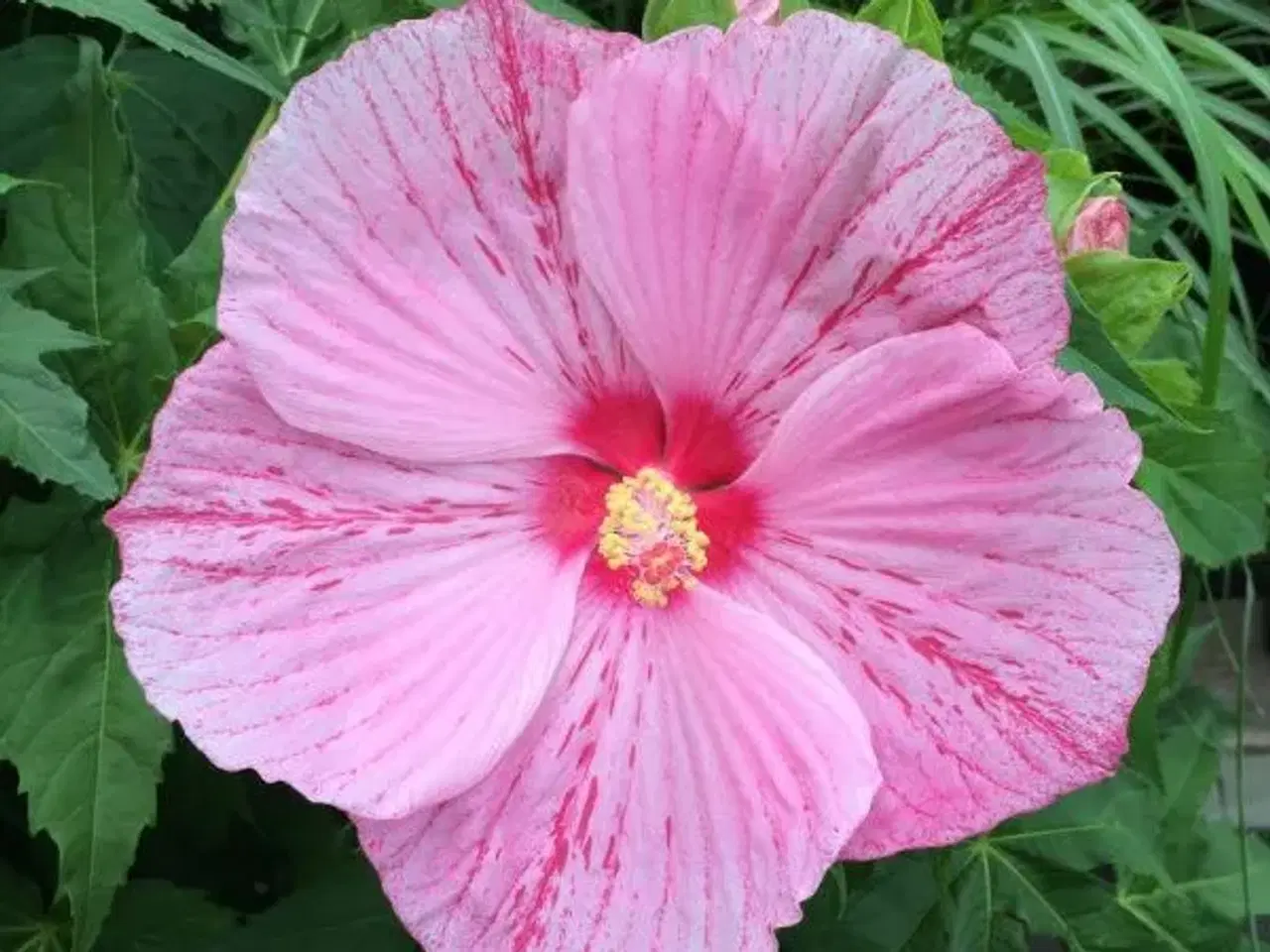 Billede 1 - lyserød hibiscus