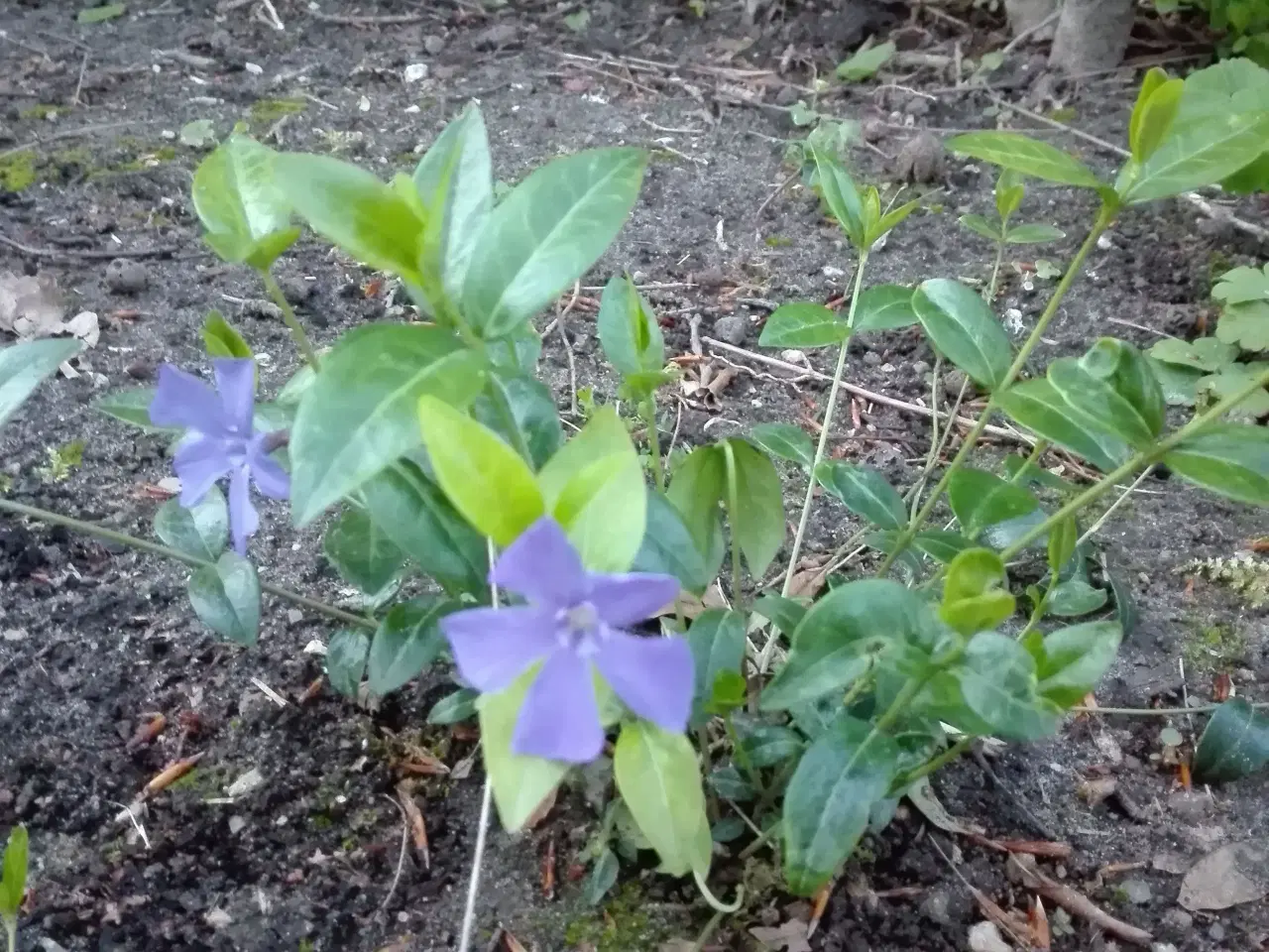 Billede 2 - Bunddække Vinca Minor