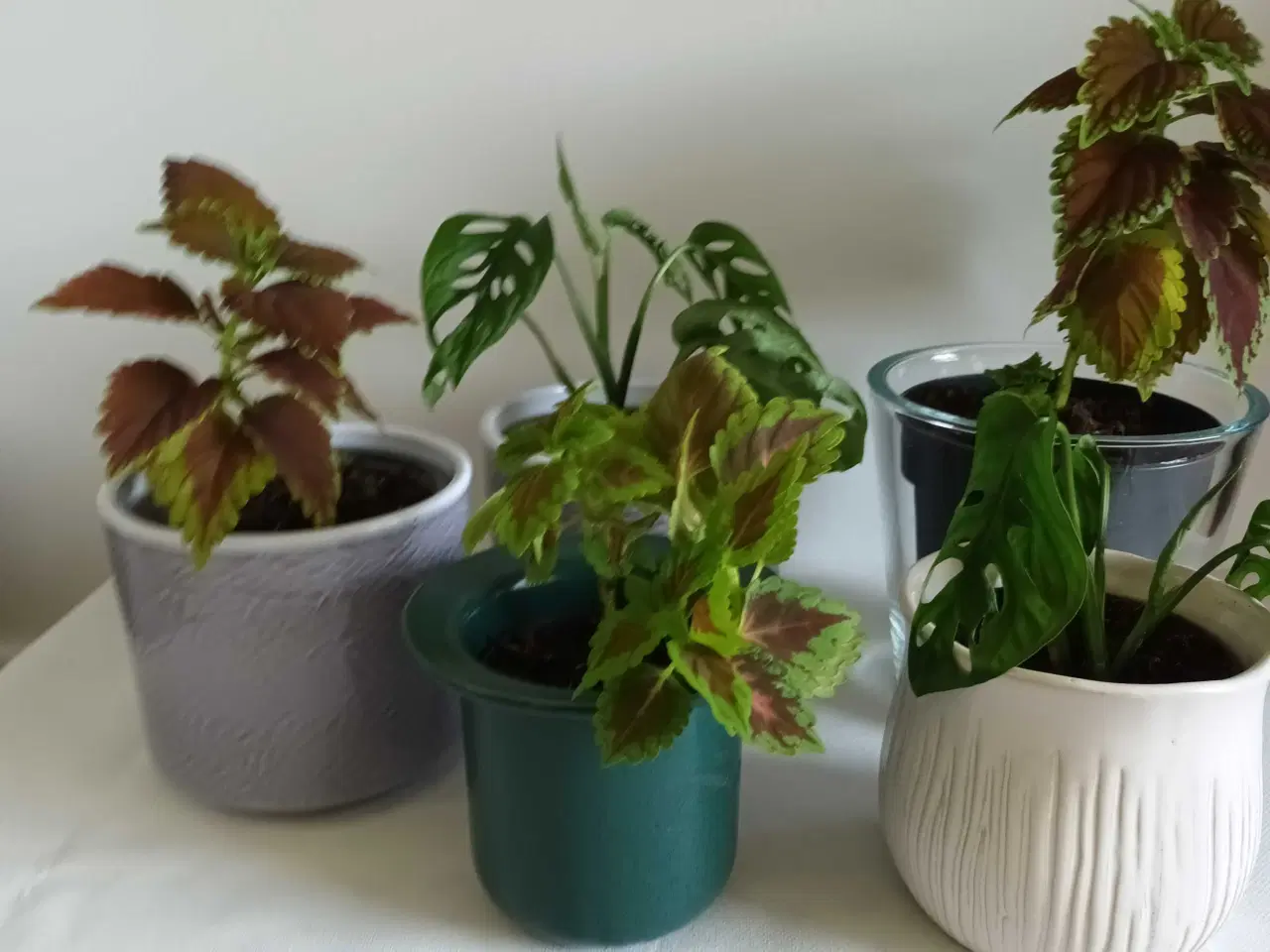 Billede 5 - 5 fine planter med urtepotteskjuler 