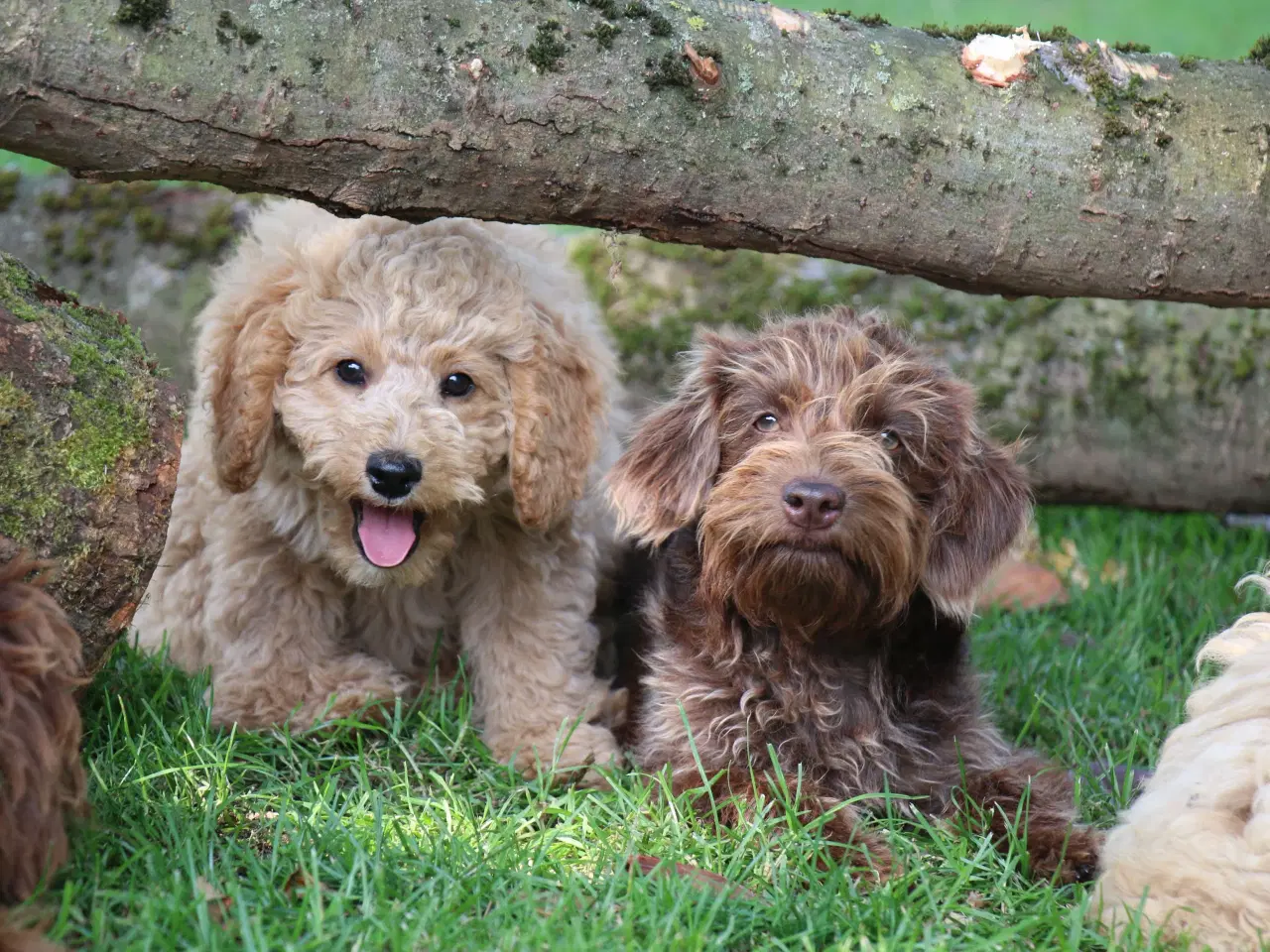 Billede 6 - Goldendoodle Doodledoodle Cavapoo