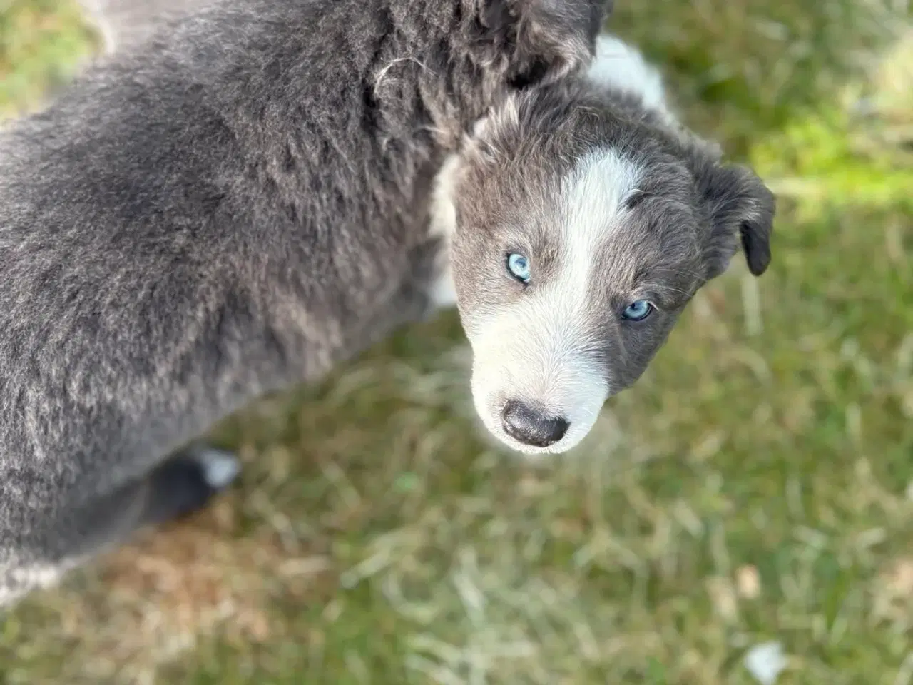 Billede 4 - Dejlige Border Aussie hvalpe til salg. 