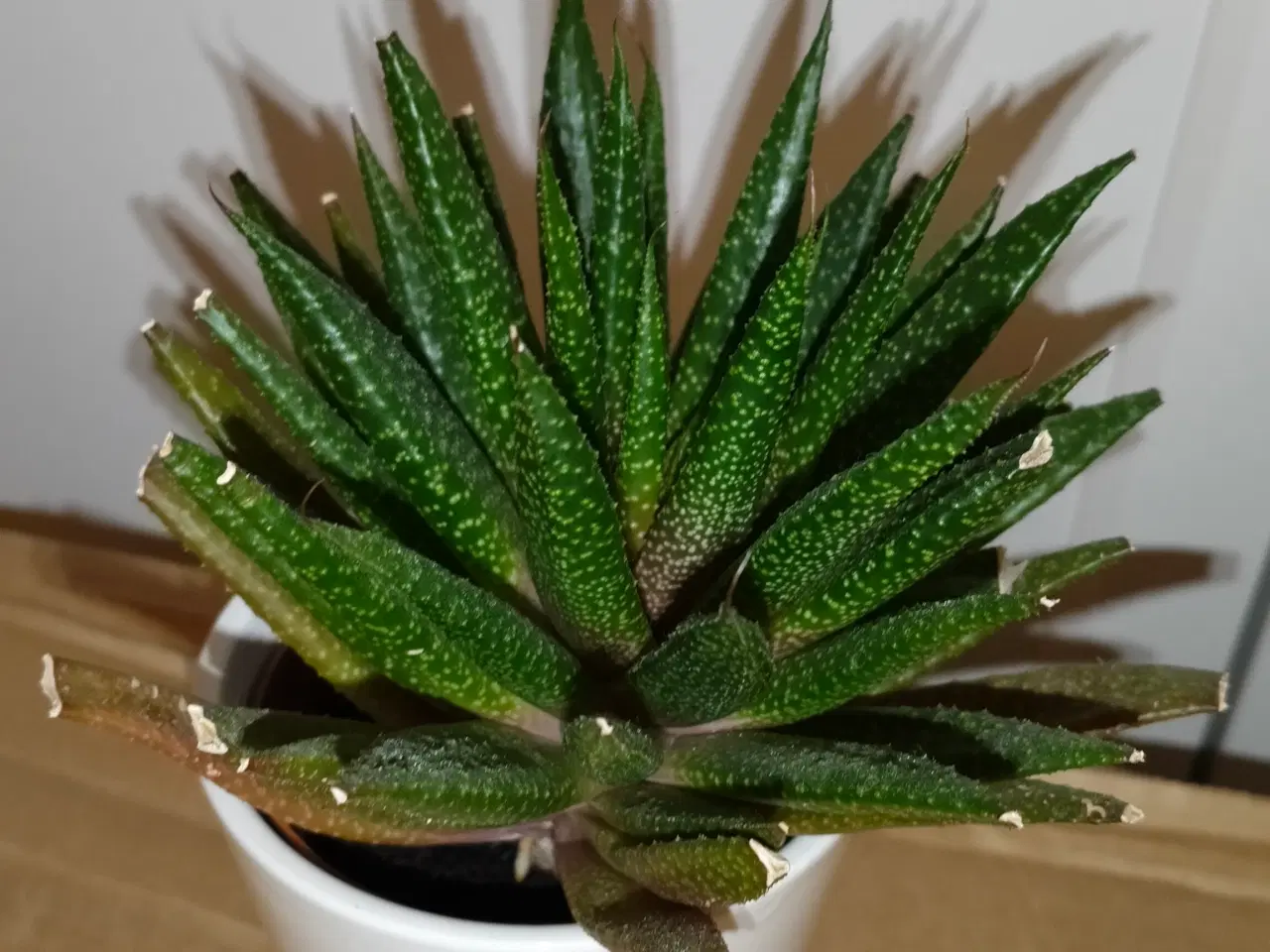 Billede 1 - Mange fine stueplanter