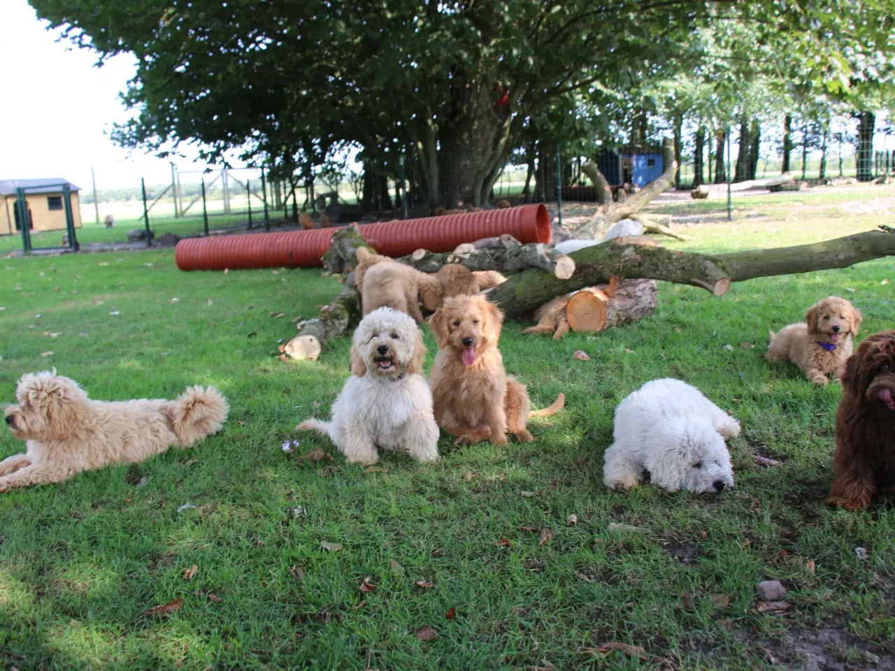 Billede 12 - Goldendoodle Doodledoodle Cavapoo