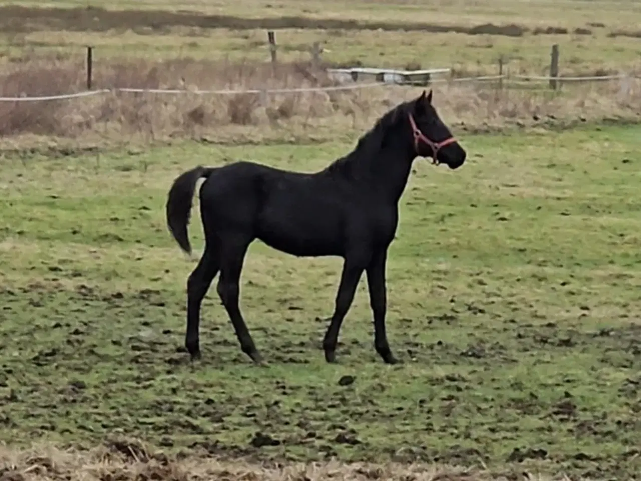 Billede 1 - 2 årig hannoveraner med springpotentiale