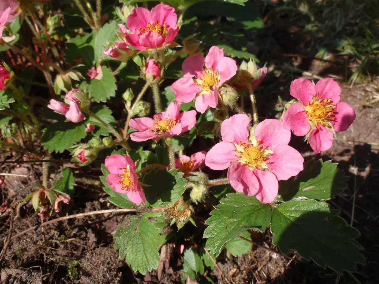 Billede 1 - Pyntejordbær / bunddække (Toscana)
