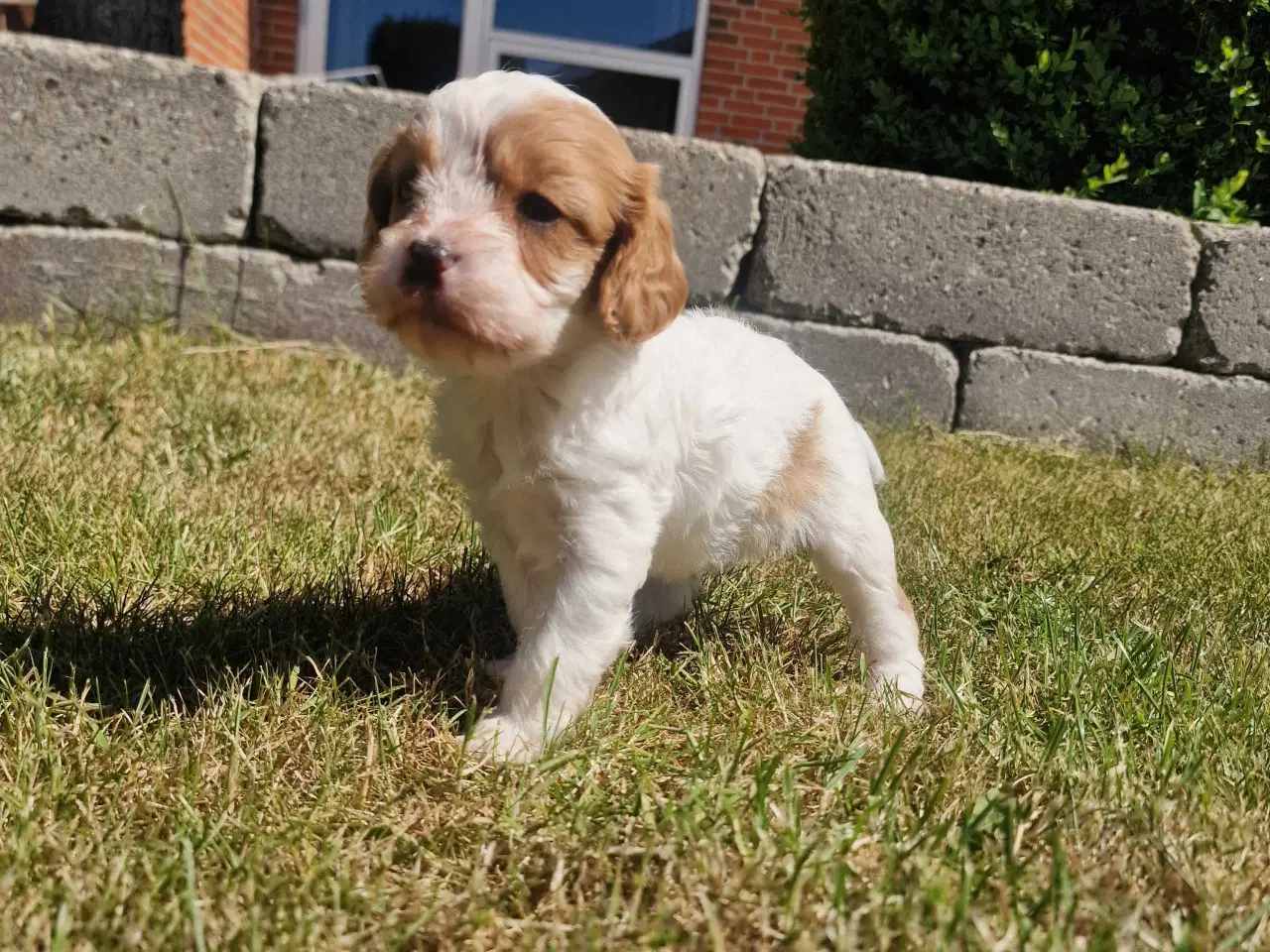 Billede 13 - Cavapoo