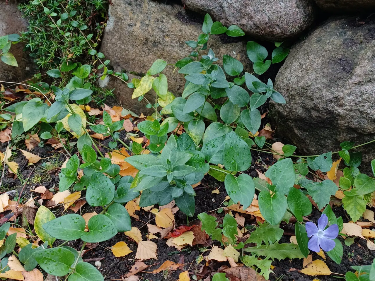 Billede 1 - Vinca Major - stedsegrøn bunddække plante