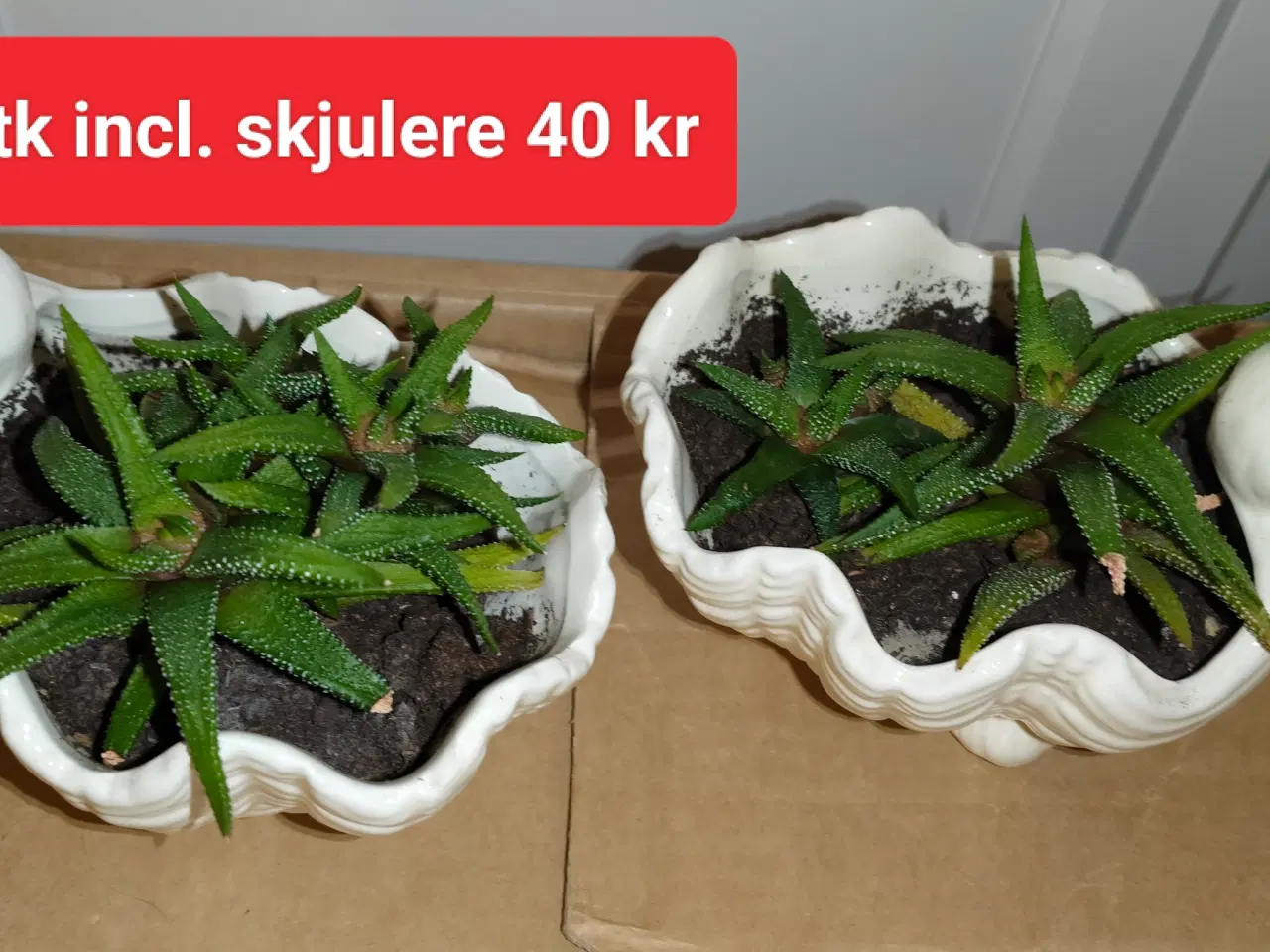 Billede 2 - Mange fine stueplanter