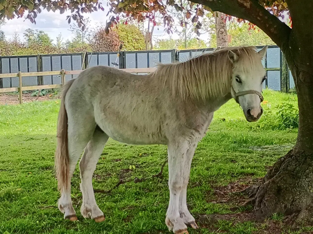 Billede 1 - 1 års Welsh  hingsteplag