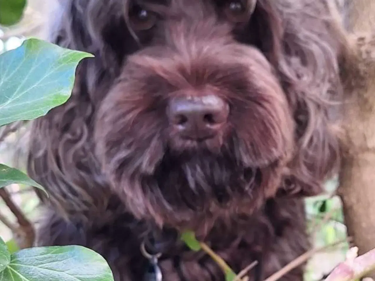 Billede 8 - Cockapoo 