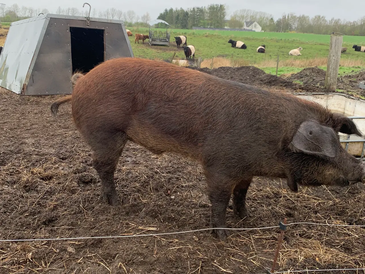 Billede 1 - Duroc orne udlejes