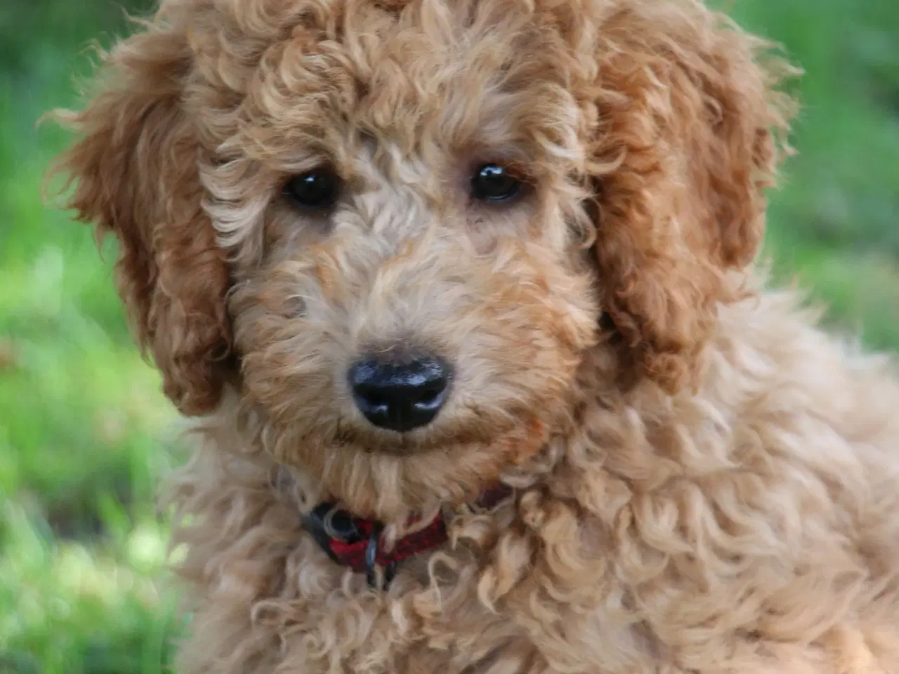 Billede 14 - Goldendoodle Doodledoodle Cavapoo