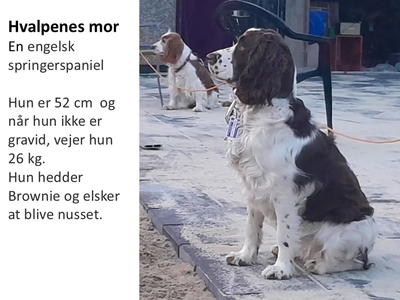Billede 3 - Sproodle/springerdoodle hvalpe