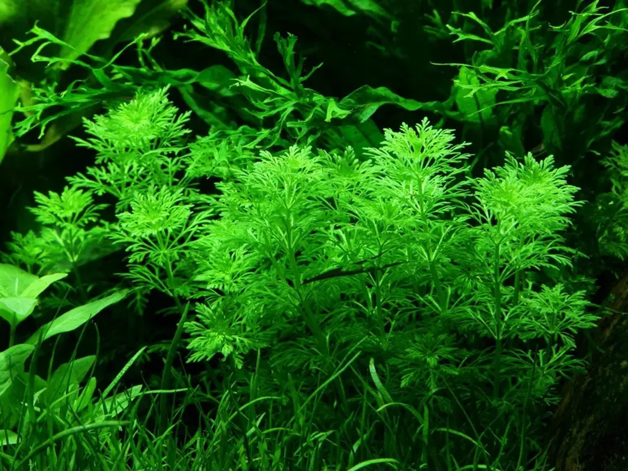 Billede 1 - akvarieplanter