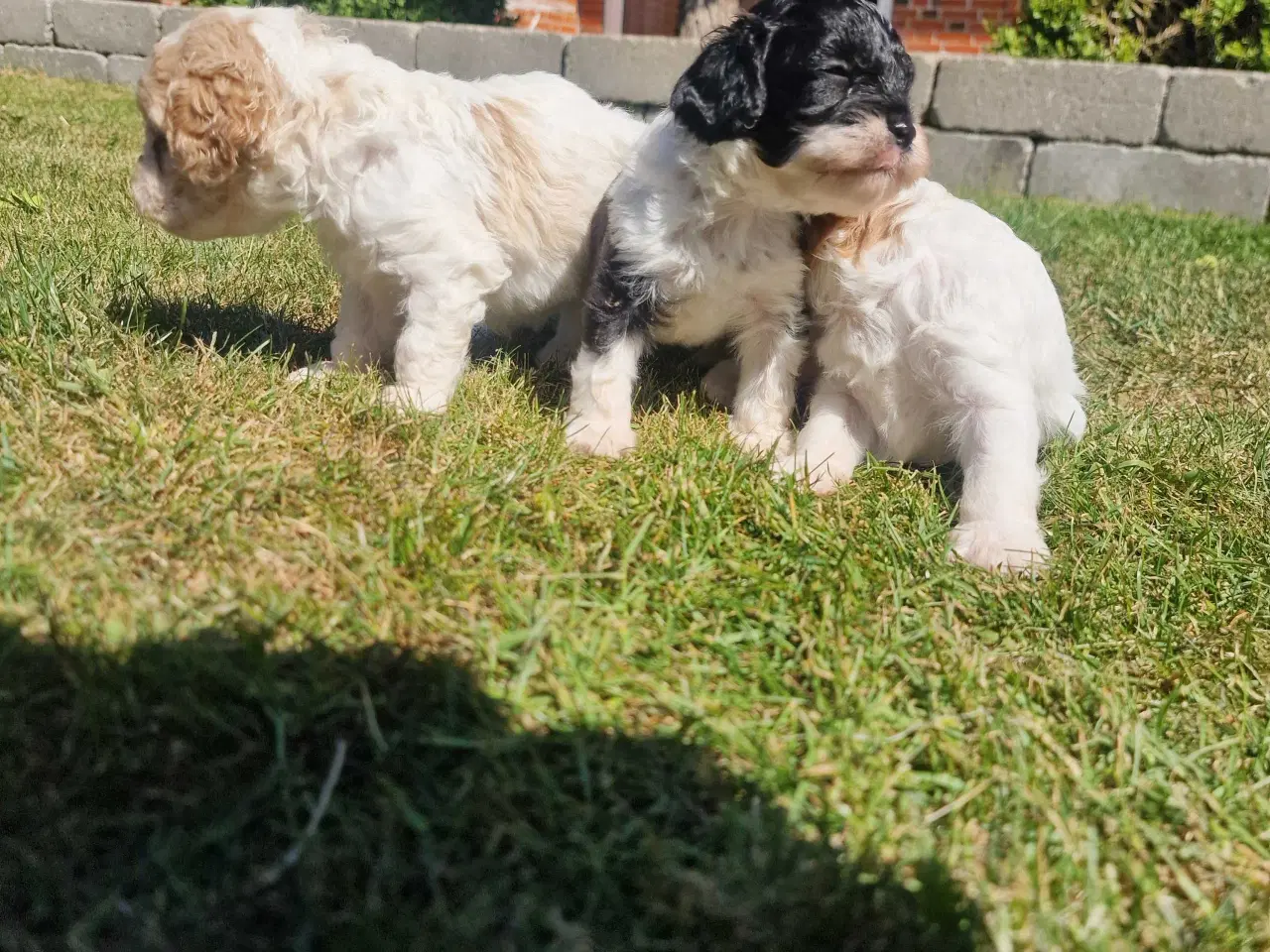 Billede 2 - Cavapoo