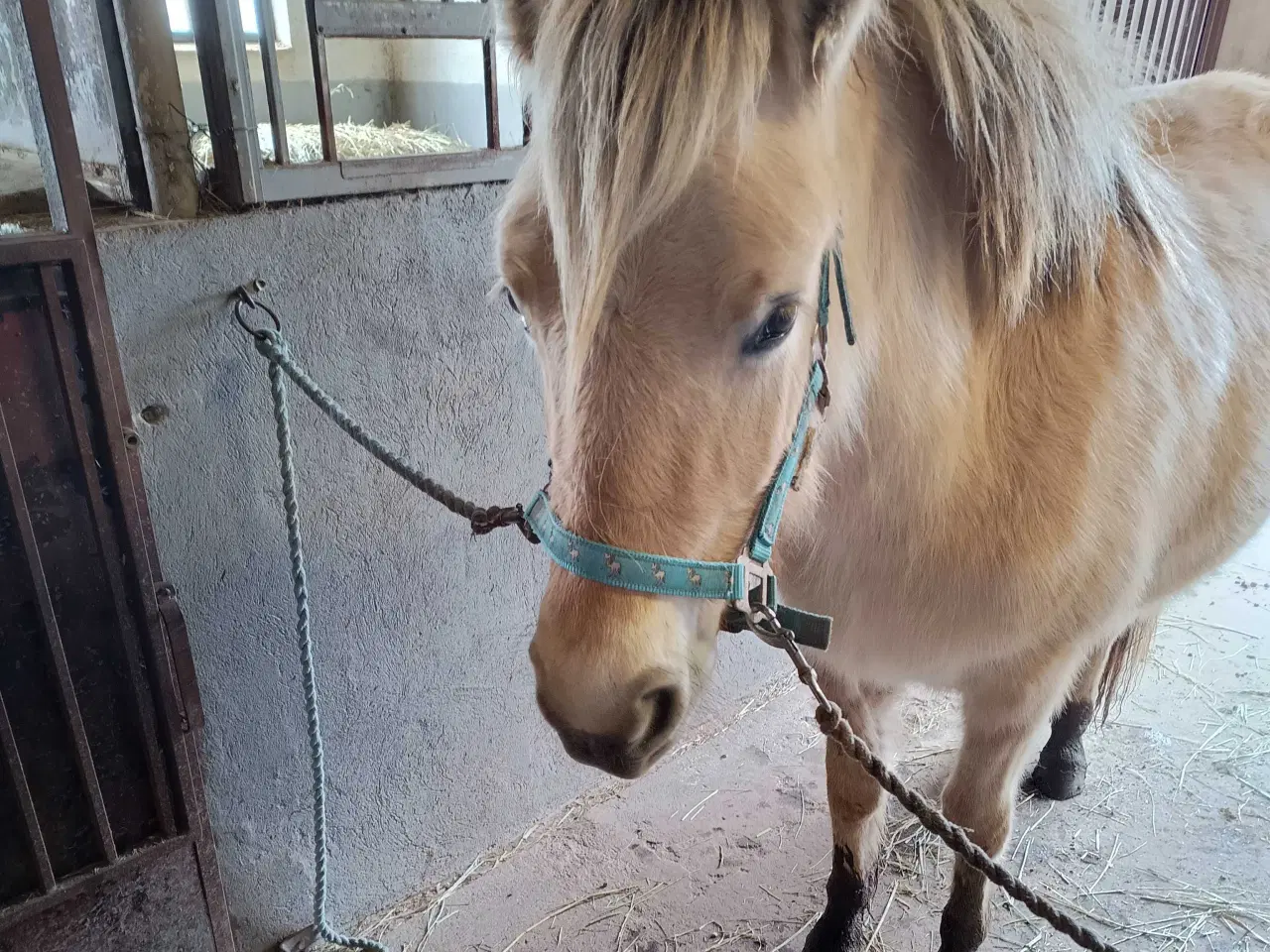 Billede 2 - sælge  hest