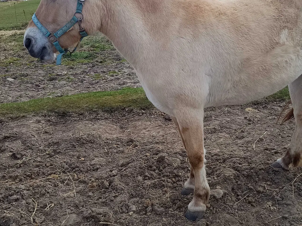 Billede 1 - sælge  hest