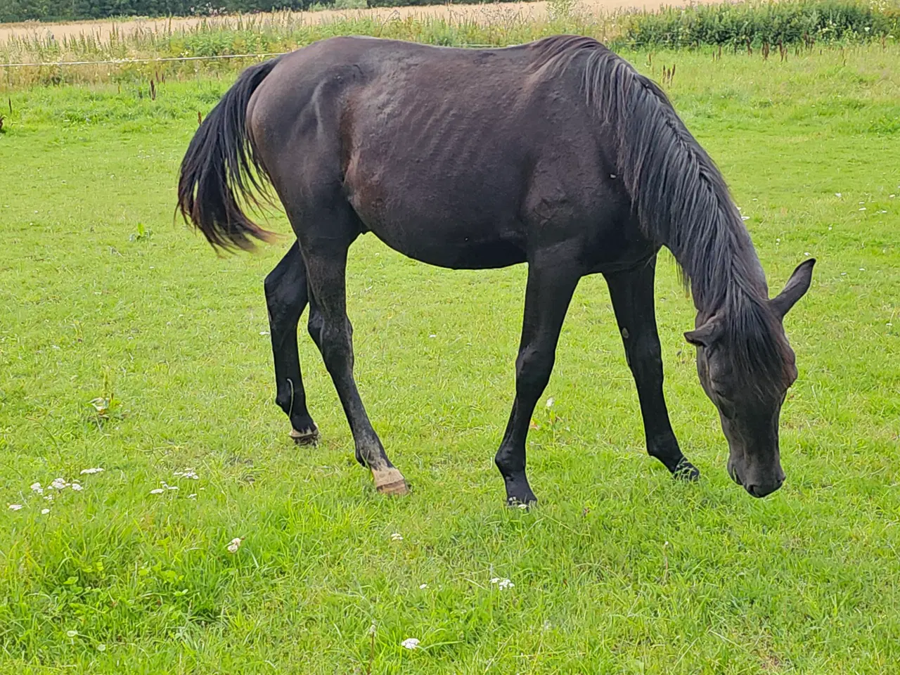 Billede 3 - 2 årig hannoveraner med springpotentiale