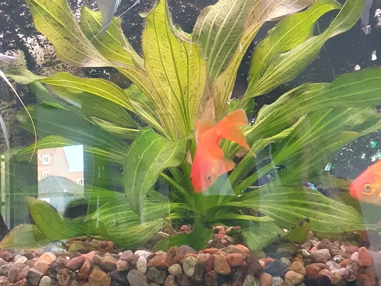 Billede 2 - Akvarieplanter/planter 