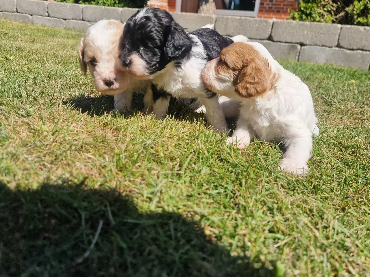 Billede 1 - Cavapoo