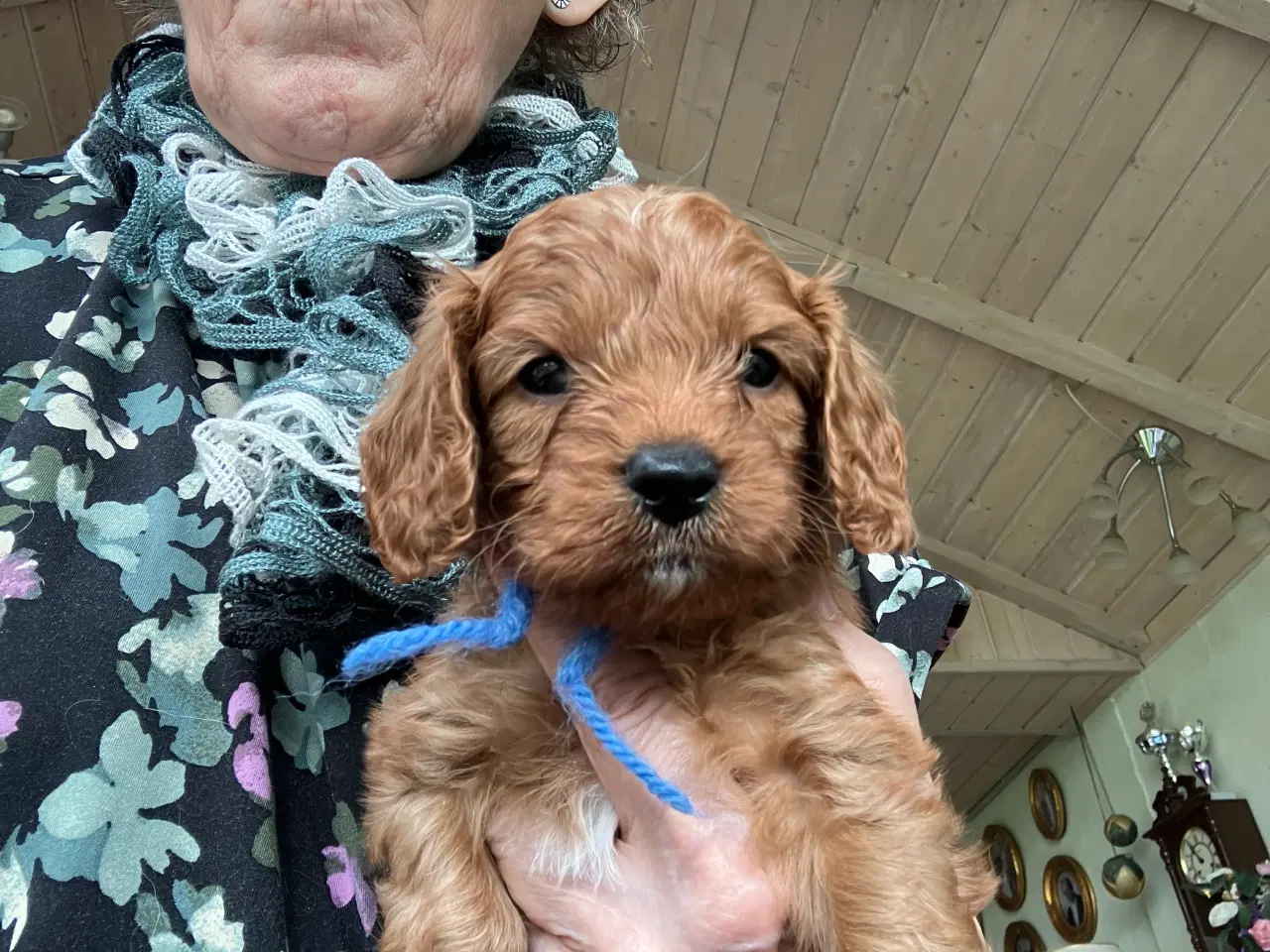 Billede 3 - Cavapoo 