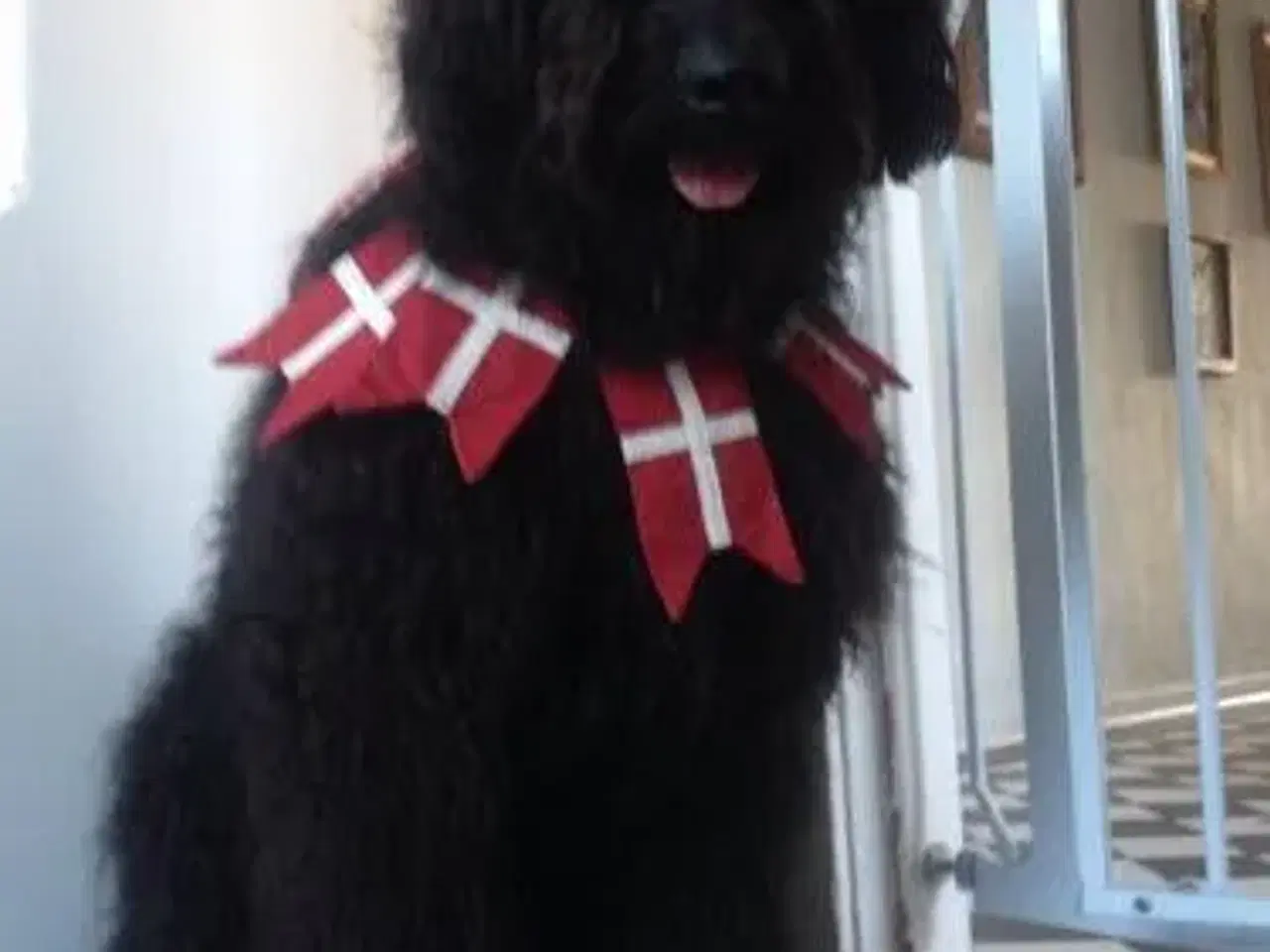 Billede 12 - Goldendoodle og andre doodler