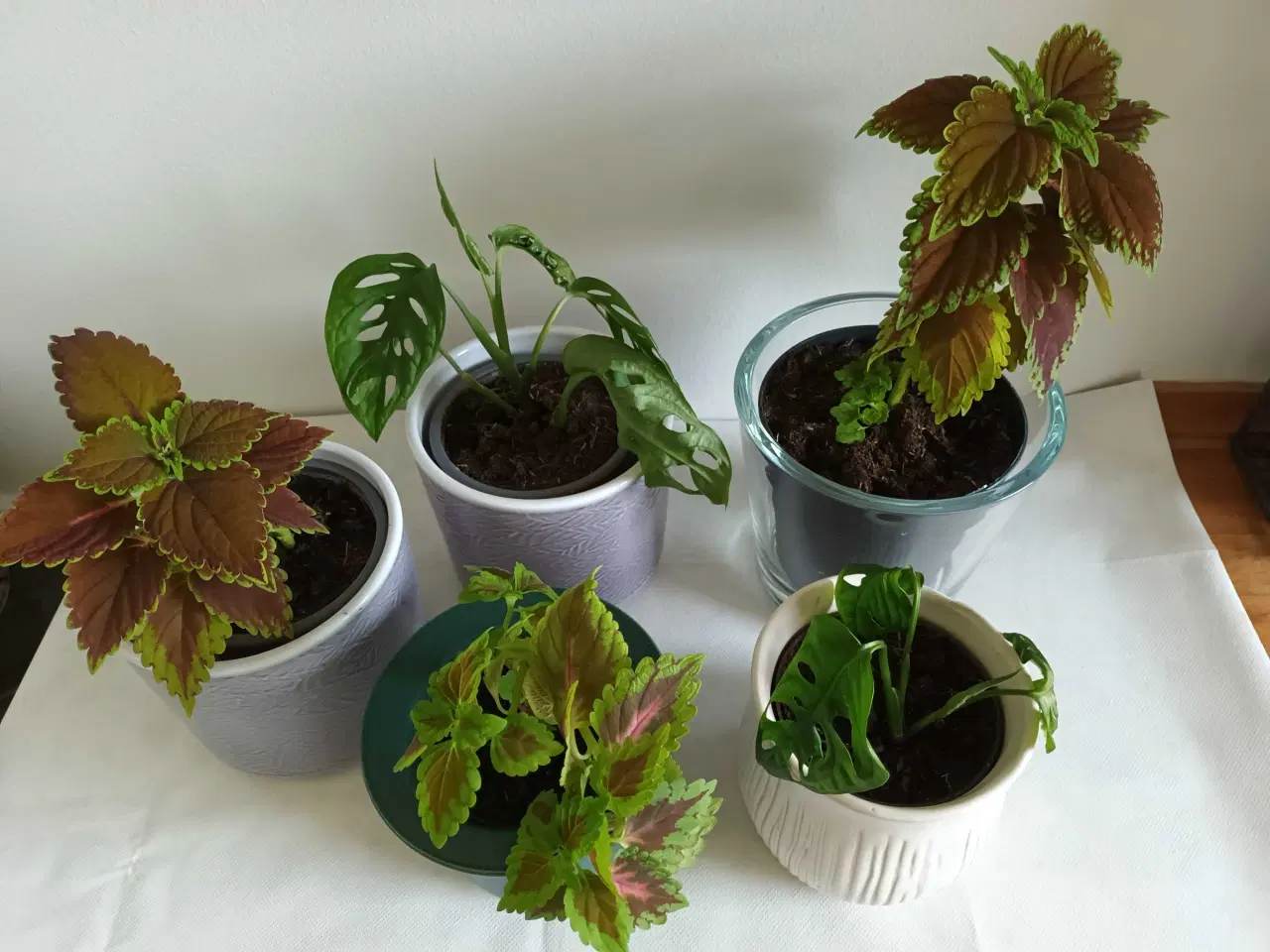 Billede 4 - 5 fine planter med urtepotteskjuler 