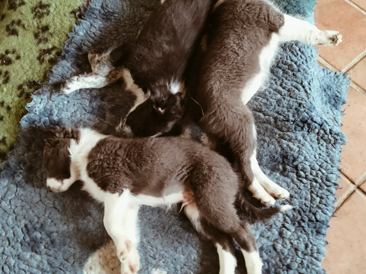 Billede 3 - Dejlige Border Aussie hvalpe til salg. 