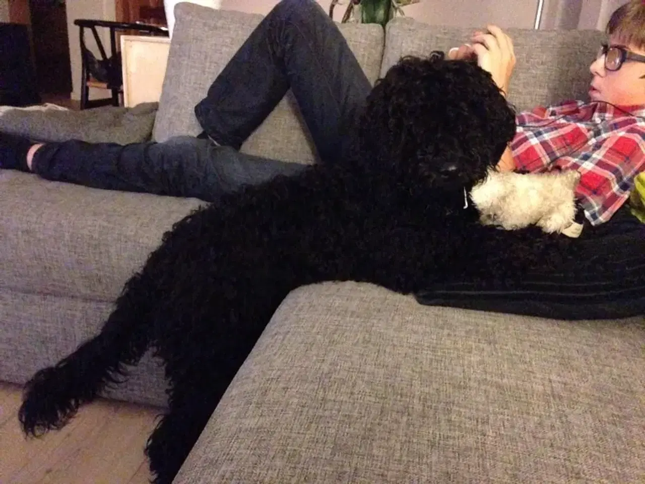 Billede 13 - Goldendoodle og andre doodler