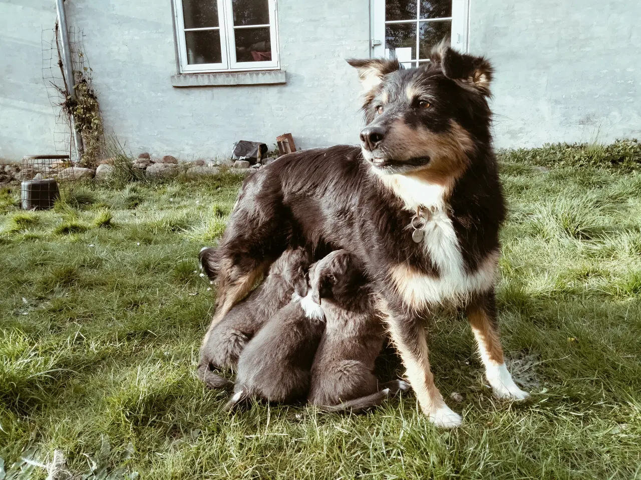 Billede 9 - Dejlige Border Aussie hvalpe til salg. 