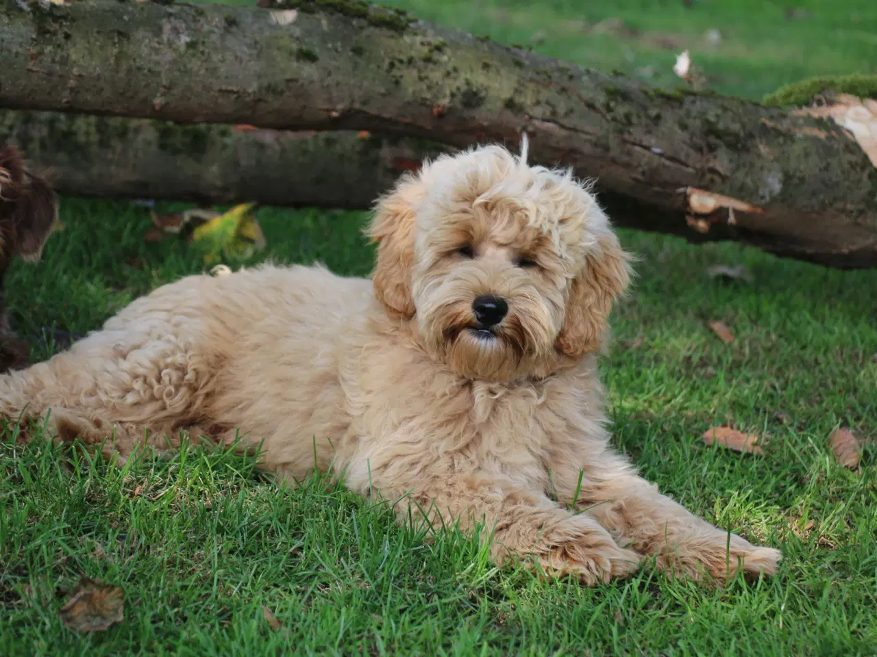 Billede 5 - Goldendoodle Doodledoodle Cavapoo