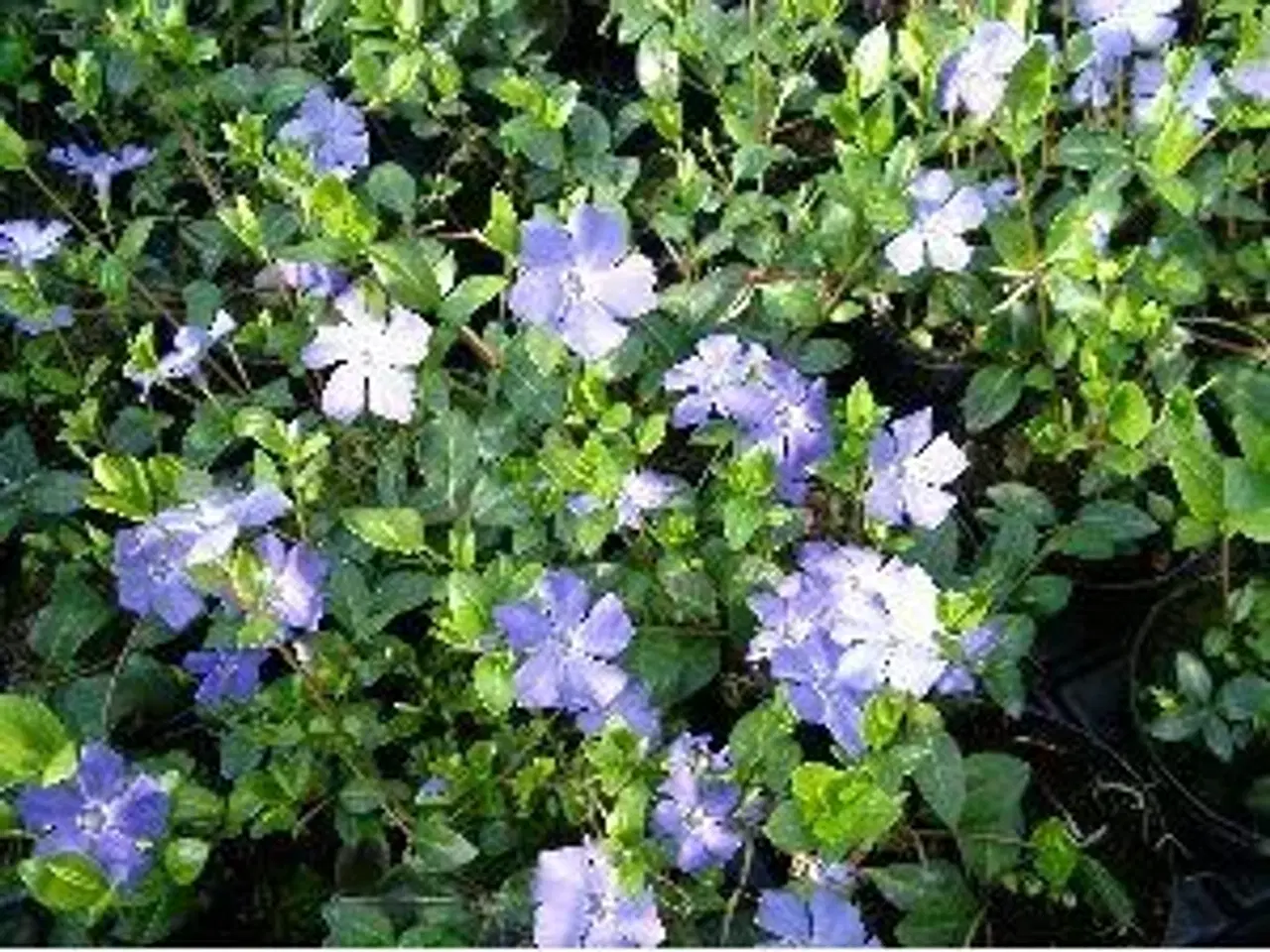 Billede 1 - Bunddække Vinca Minor