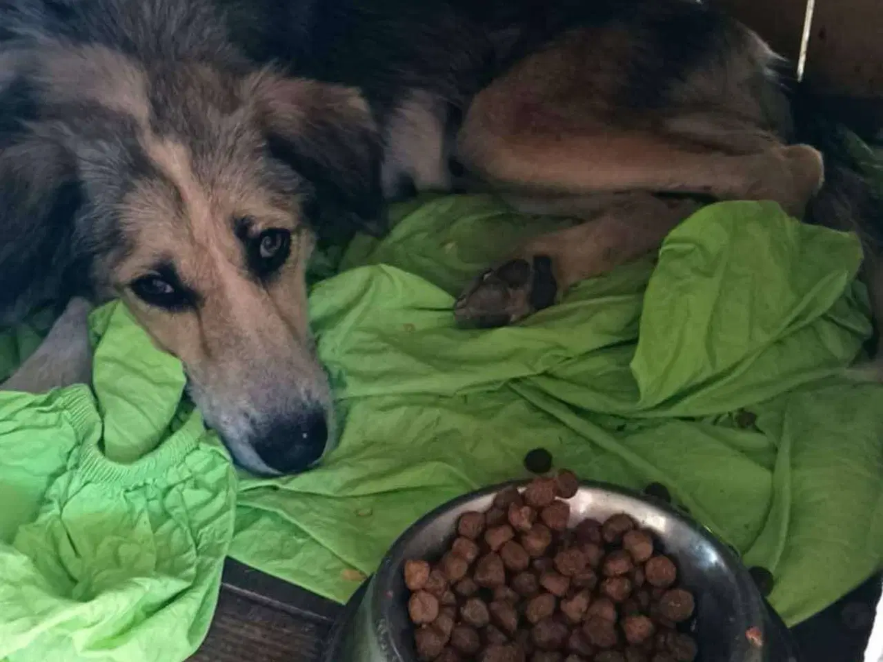 Billede 1 - Sød hund søger ny chance 