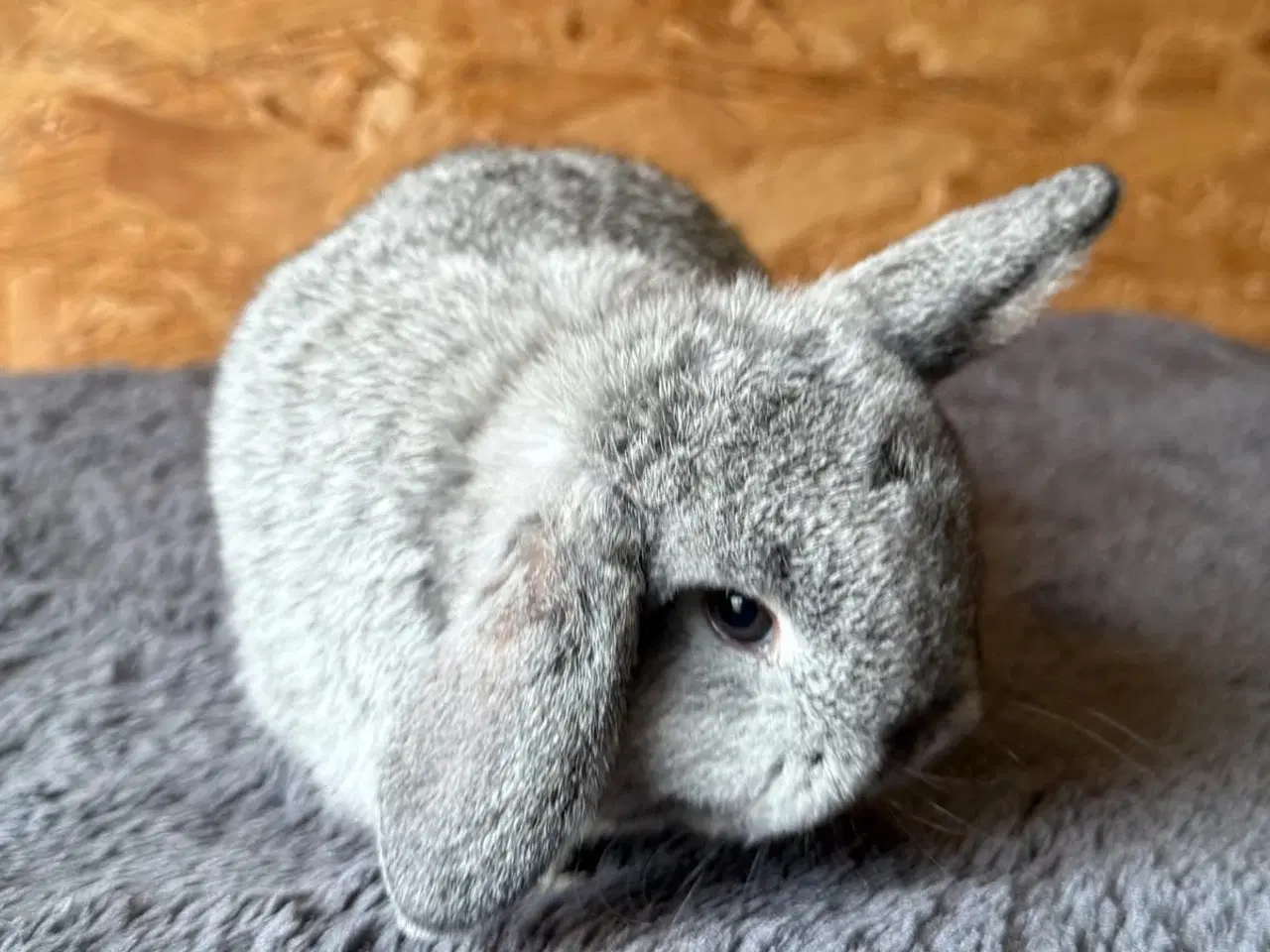 Billede 1 - Minilop unge - farven er chinchilla
