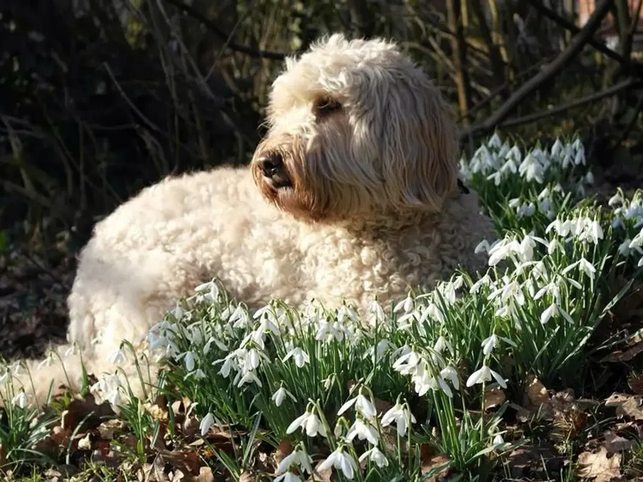 Billede 17 - Goldendoodle og andre doodler