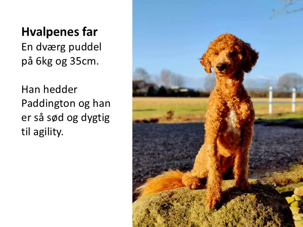 Billede 4 - Sproodle/springerdoodle hvalpe