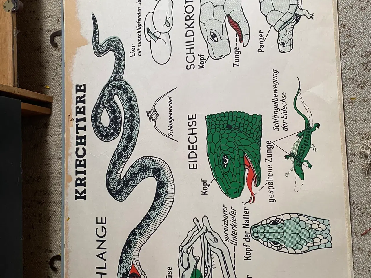 Billede 1 - Anskuelsestavle Reptilier