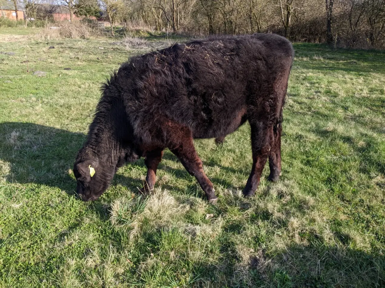 Billede 3 - Årstyr byttes til ko/kvie (Angus)
