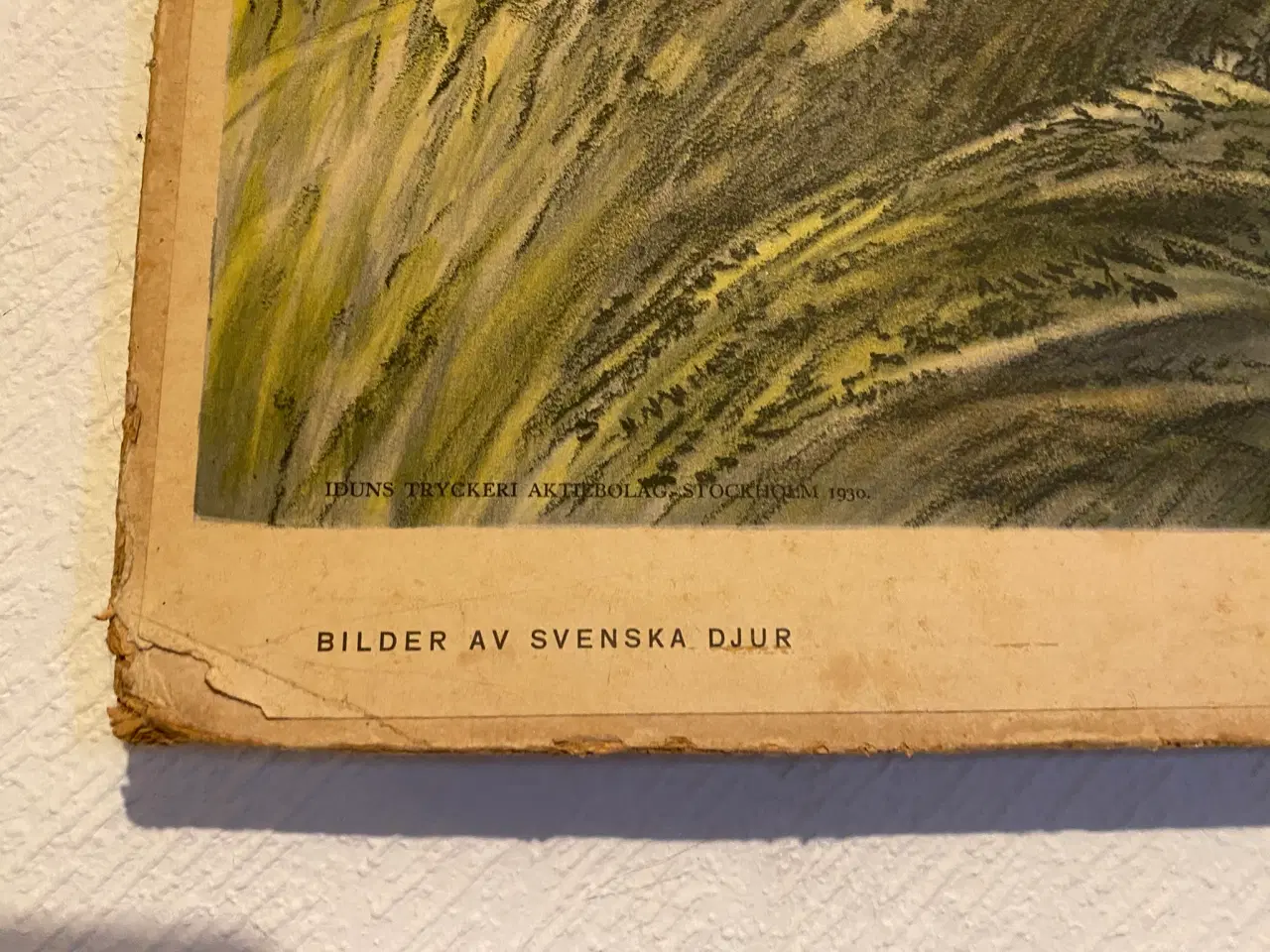 Billede 4 - Anskuelsestavle vagtler