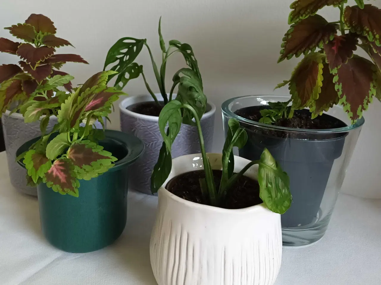 Billede 3 - 5 fine planter med urtepotteskjuler 